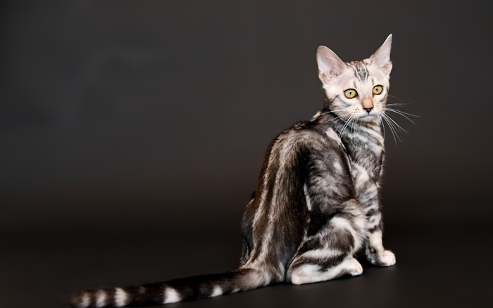 bengal kitten for sale